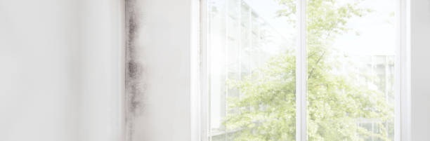Best Mold Odor Removal Services  in Richmond, CA