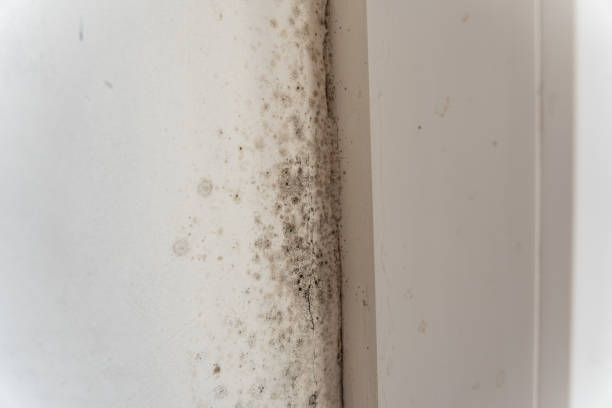 Professional Mold Removal in Richmond, CA